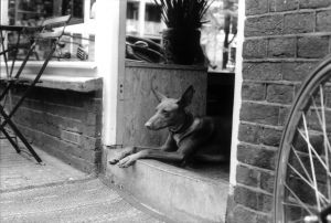 amsterdog copy.jpg